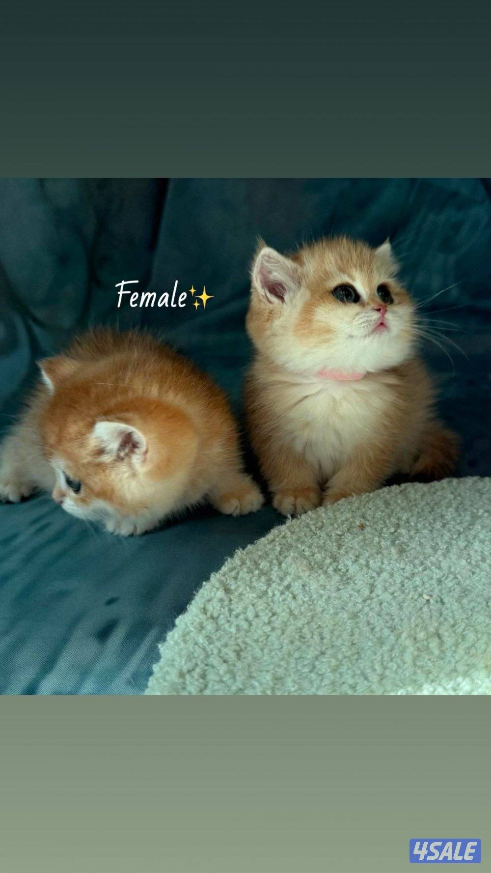 للبيع نثيتين كيتن بريتش قولد مسجلين0