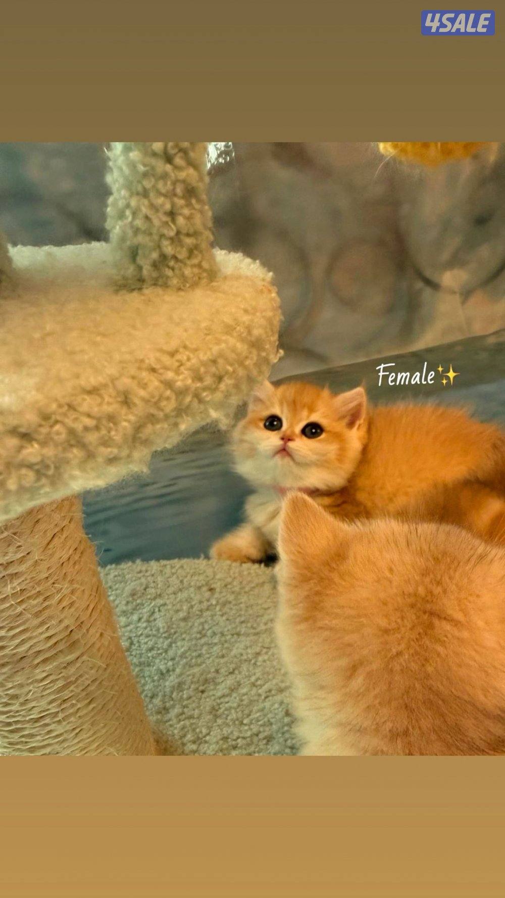 للبيع نثيتين كيتن بريتش قولد مسجلين1