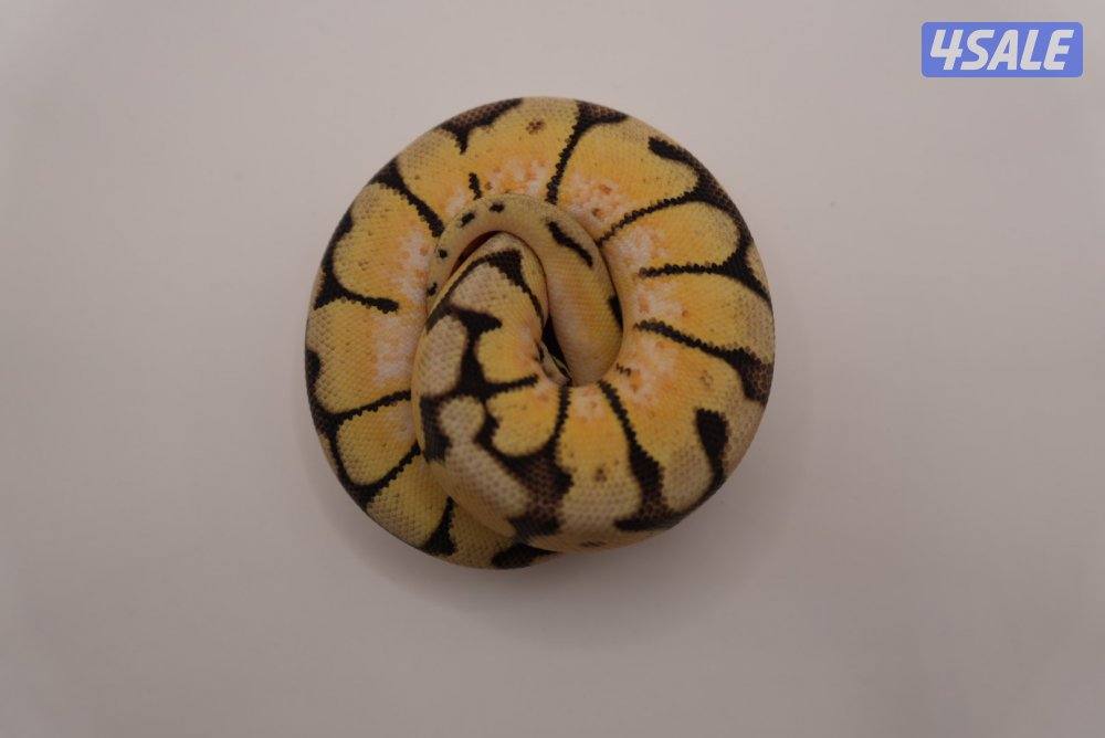 ball python for sale0