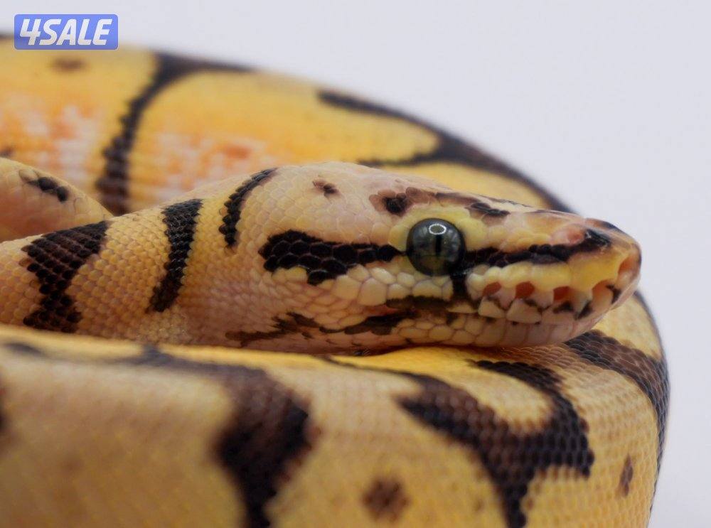 ball python for sale1