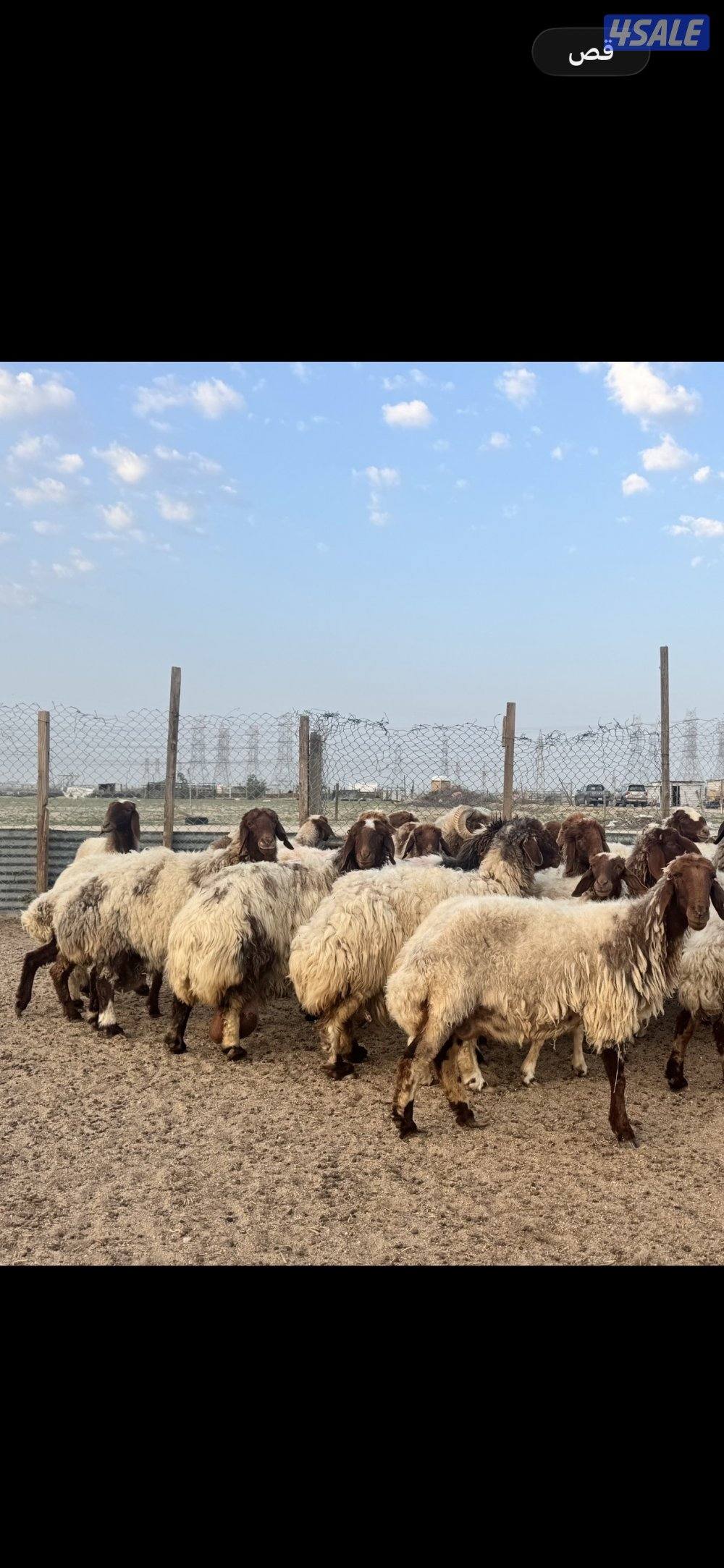 غنم نعيم طيبه0