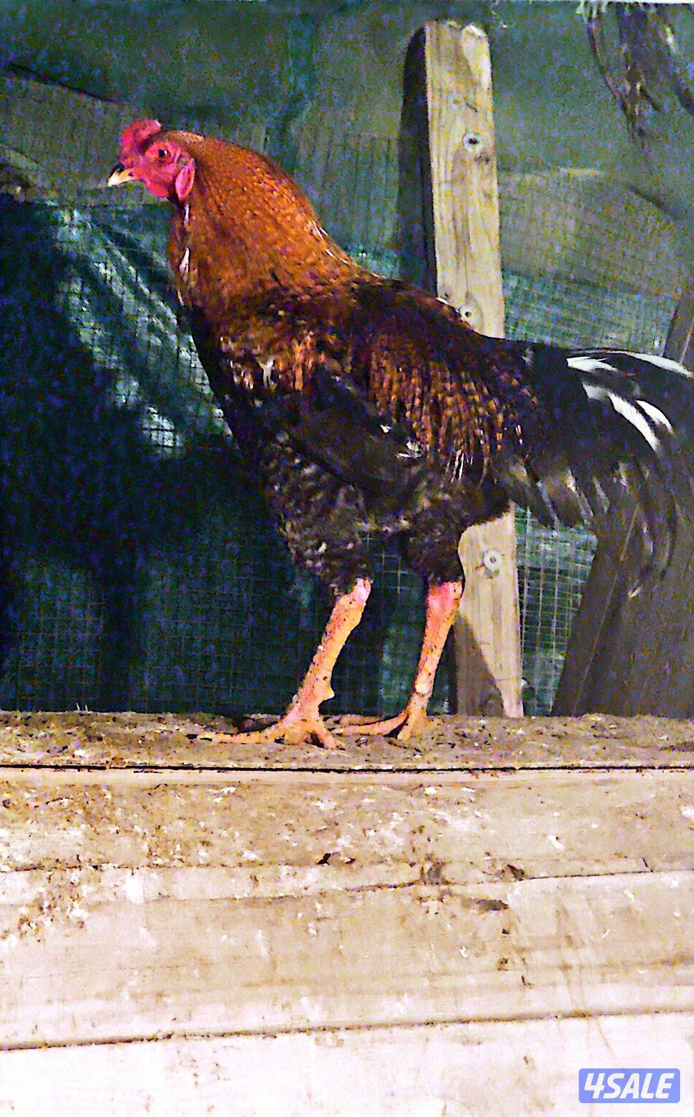 ديج تايلندي0