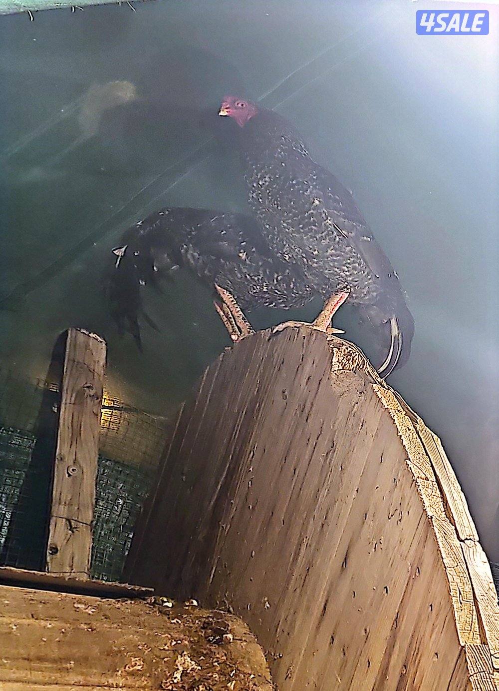 ديج تايلندي1