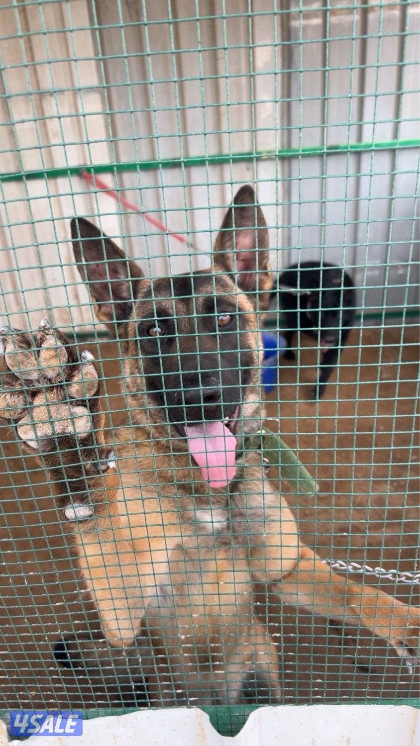 مالينو للبيع0