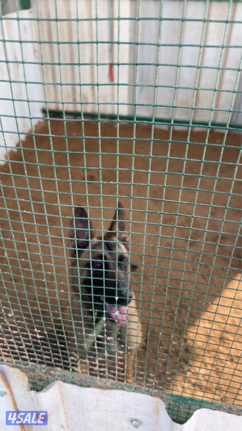 مالينو للبيع1