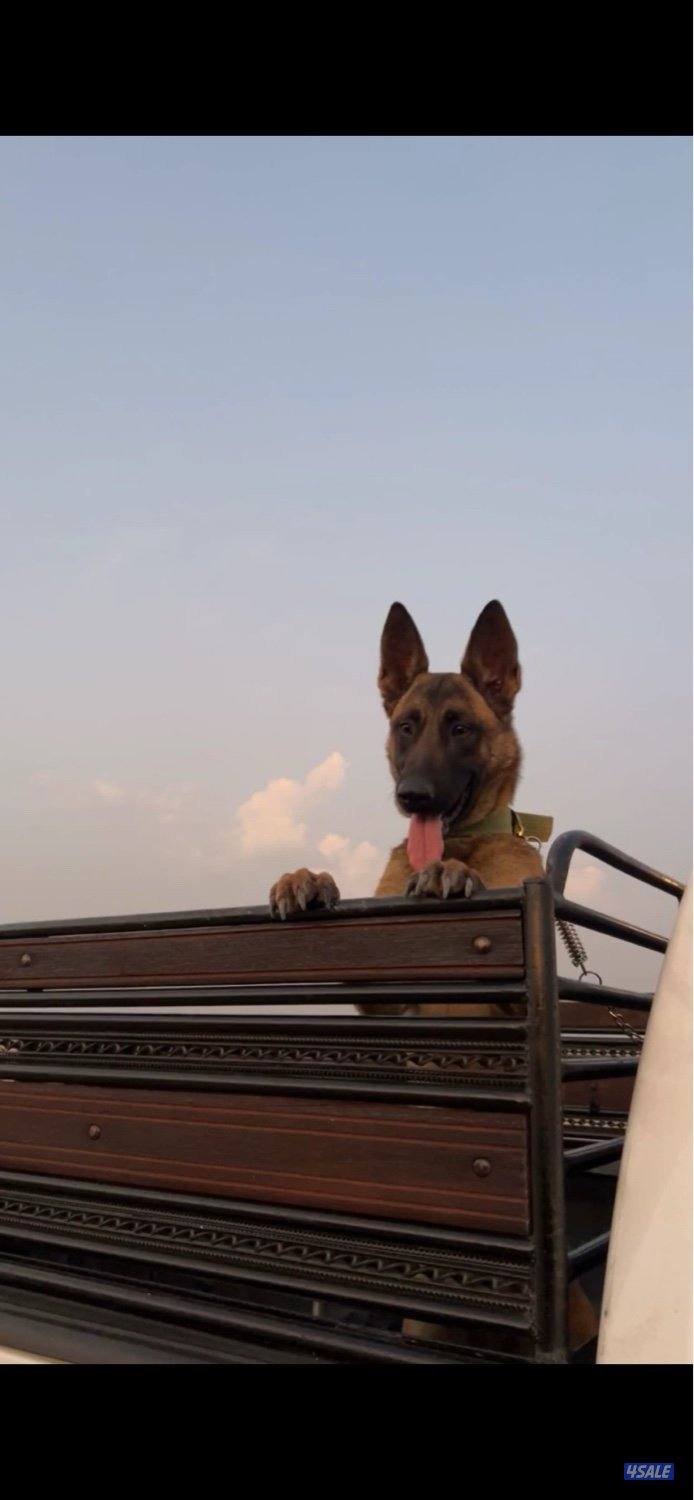 مالينو للبيع2