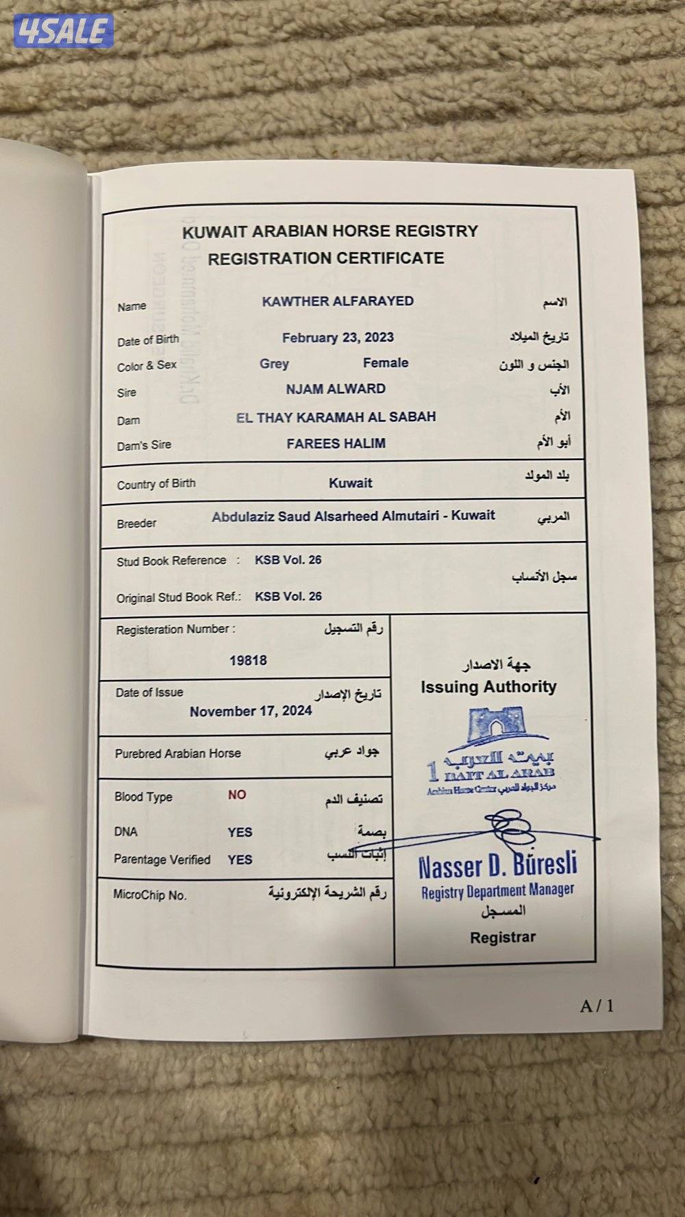 للبيع افراس فاخره1