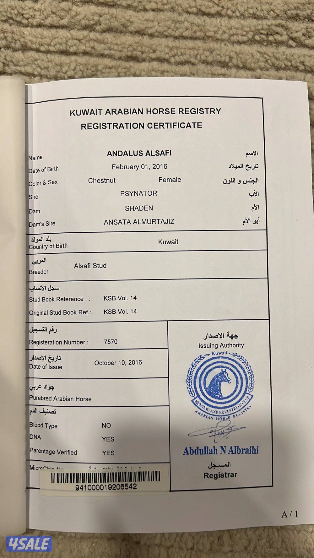 للبيع افراس فاخره2