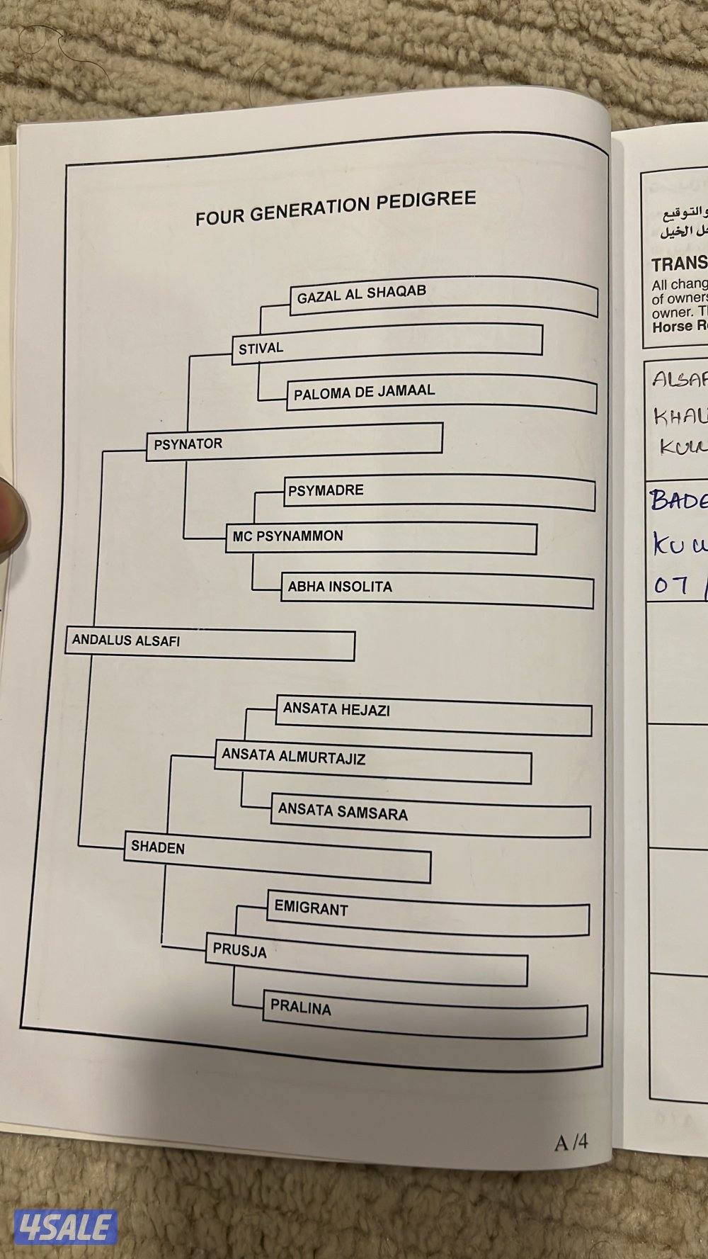 للبيع افراس فاخره3