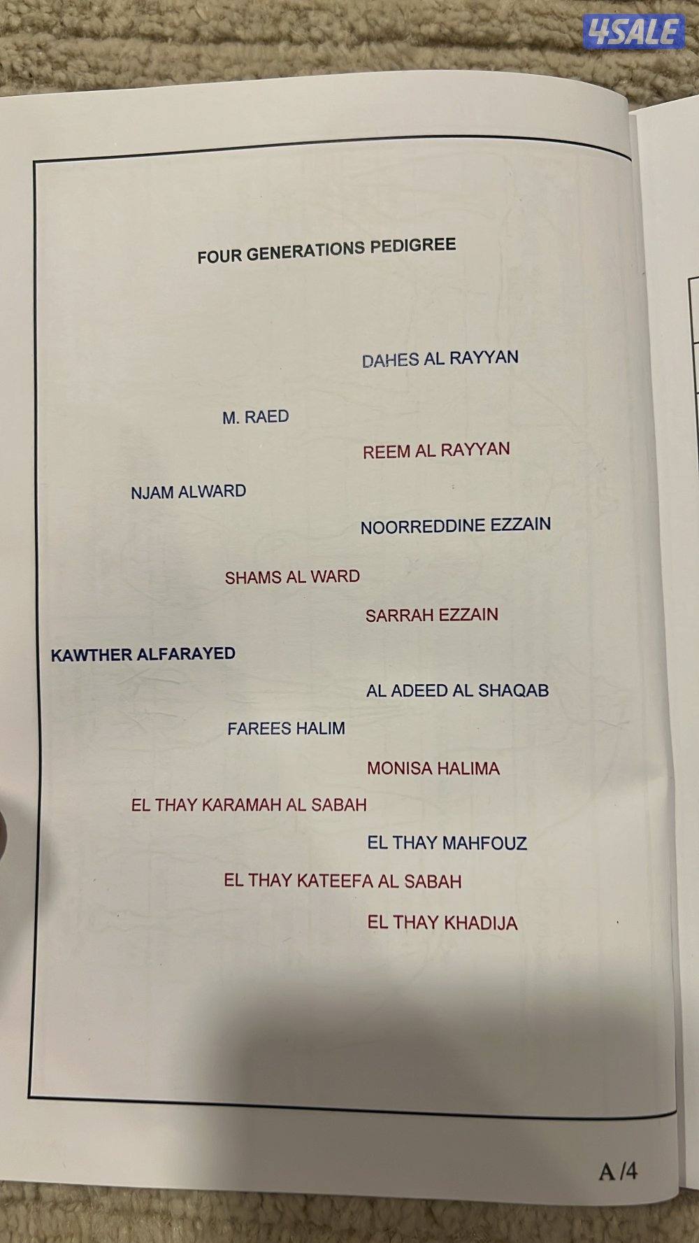 للبيع افراس فاخره4