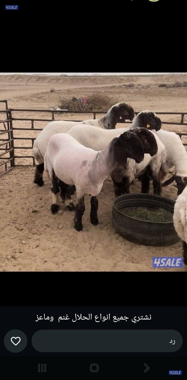 جزء غنم وتقليم اضافر الوفره0