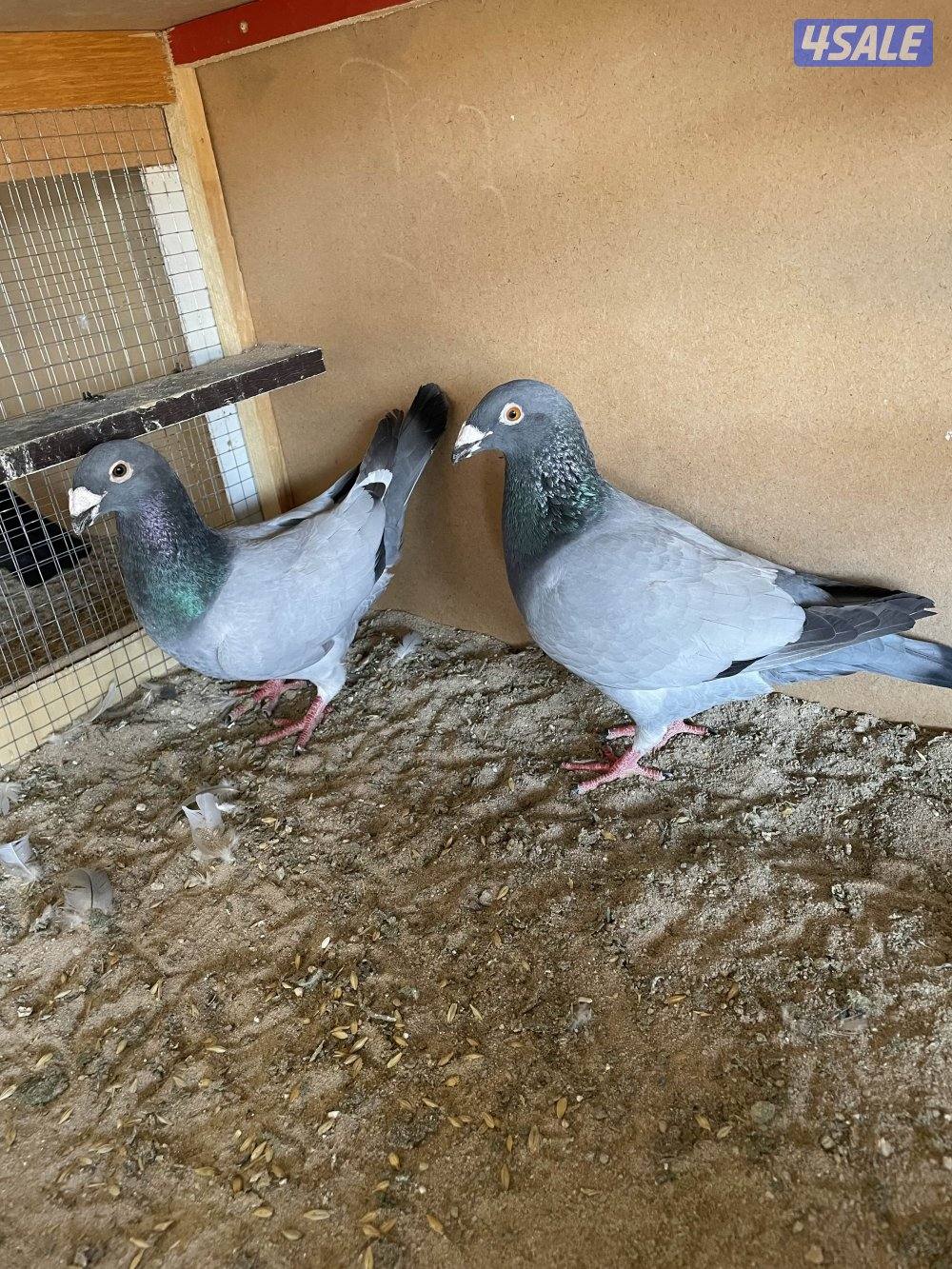 ازواج زواجل + زوج رومي سلفر0