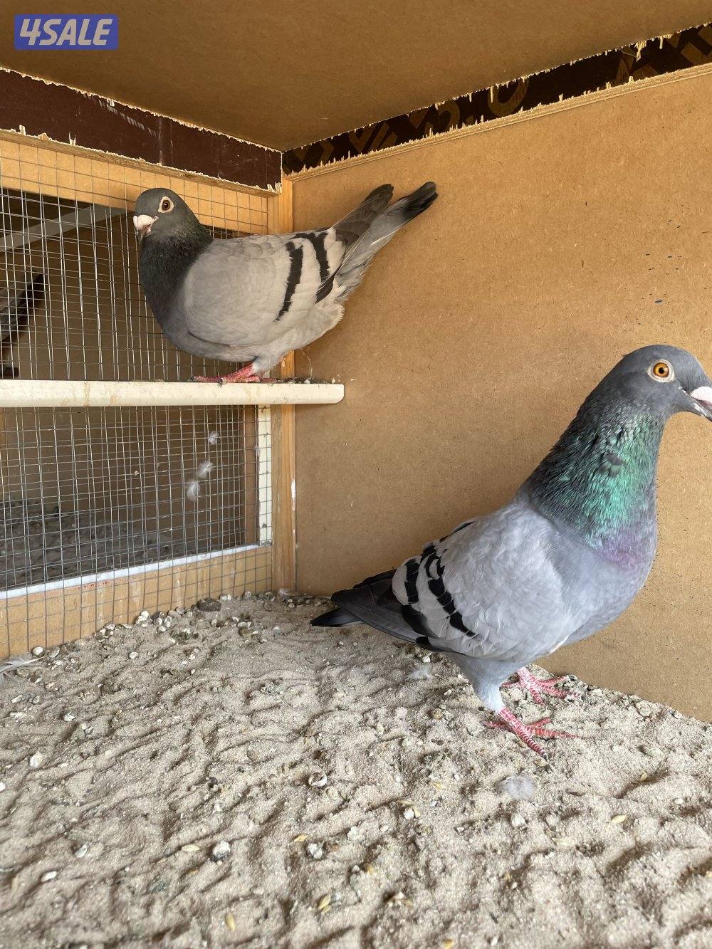 ازواج زواجل + زوج رومي سلفر1