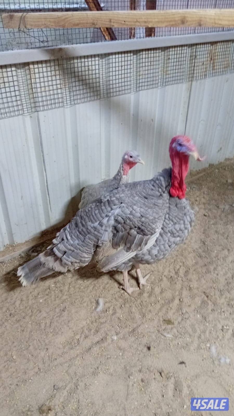 ازواج زواجل + زوج رومي سلفر2