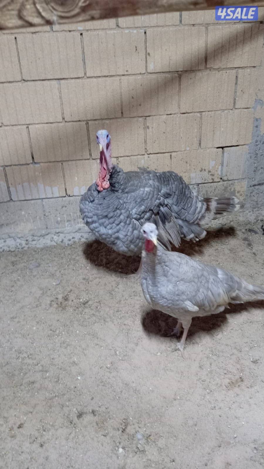 ازواج زواجل + زوج رومي سلفر3