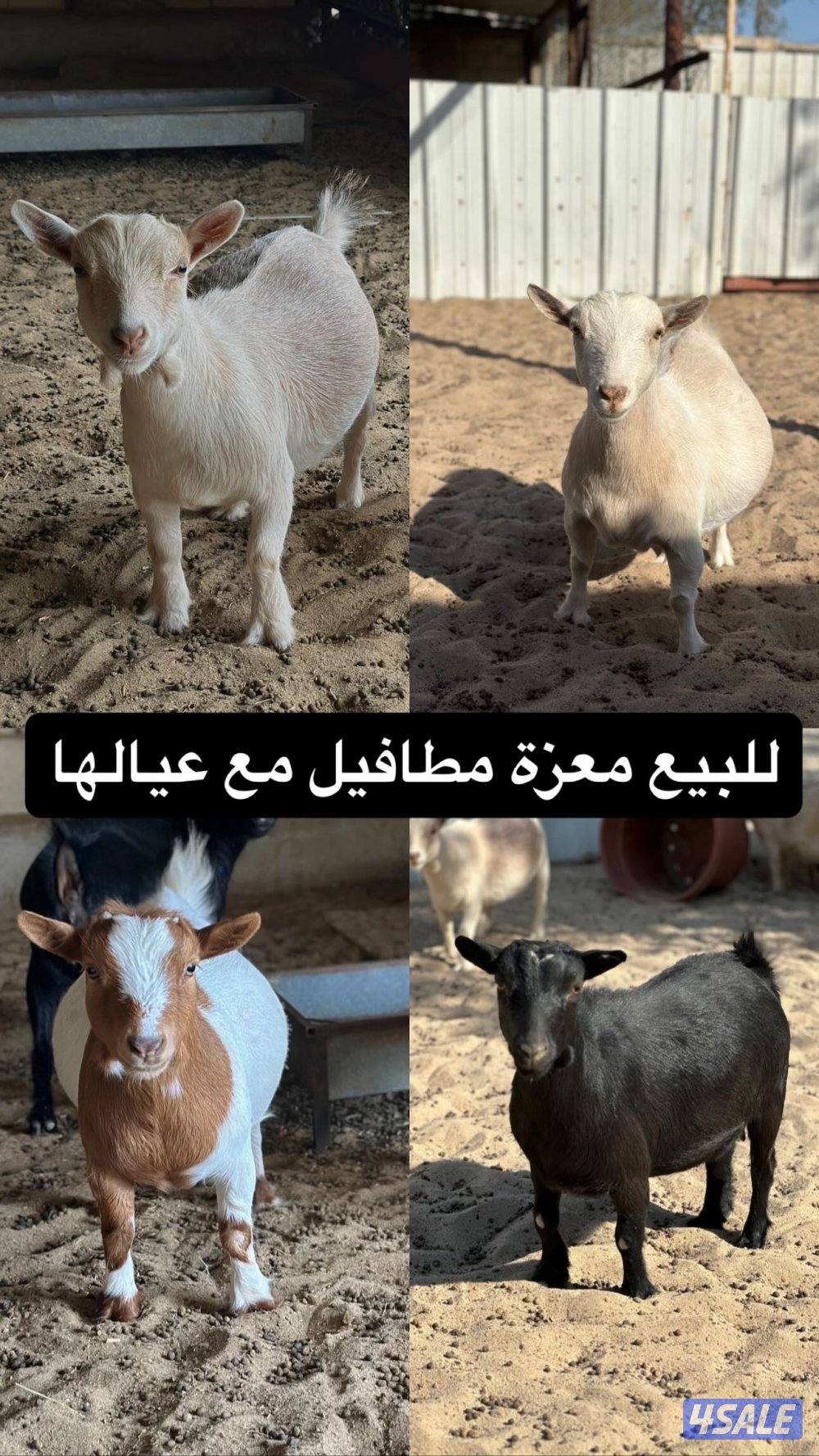 معزة جيكيه قزمة مع عيالها0