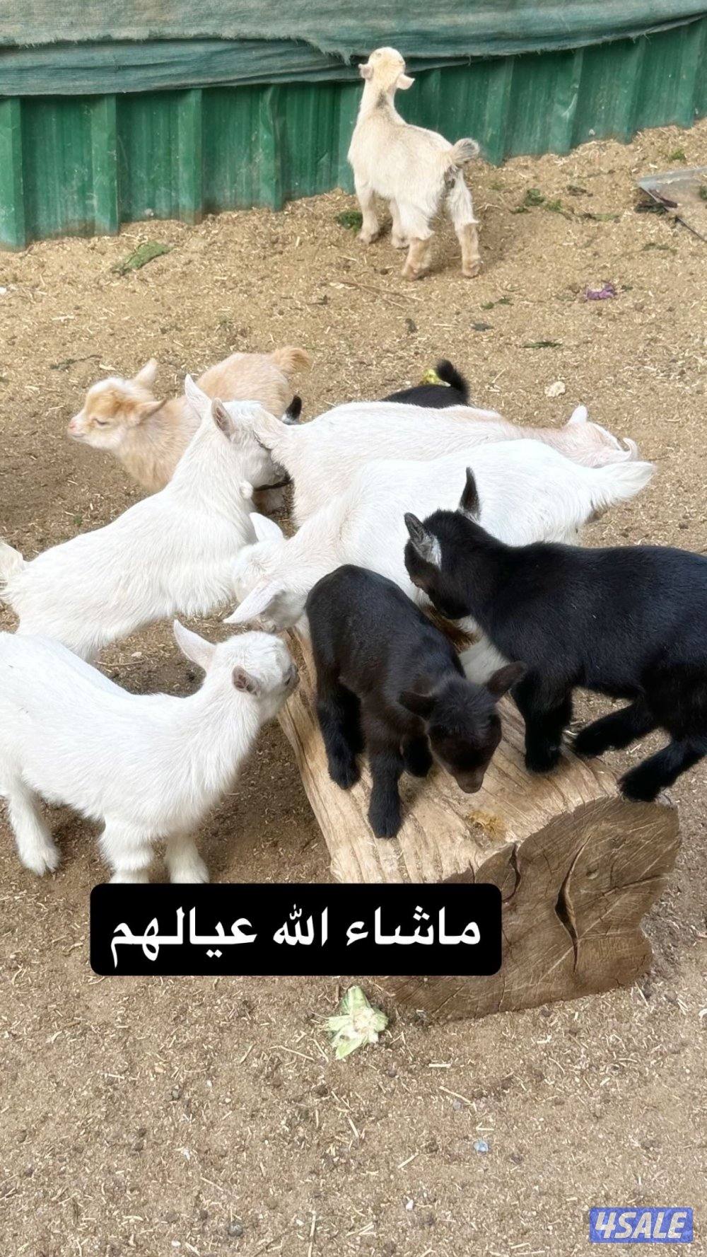 معزة جيكيه قزمة مع عيالها1