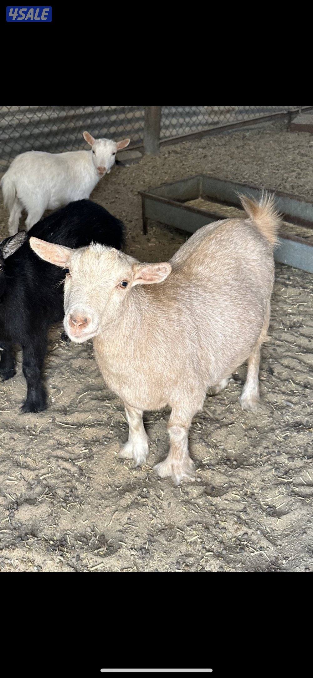 معزة جيكيه قزمة مع عيالها4