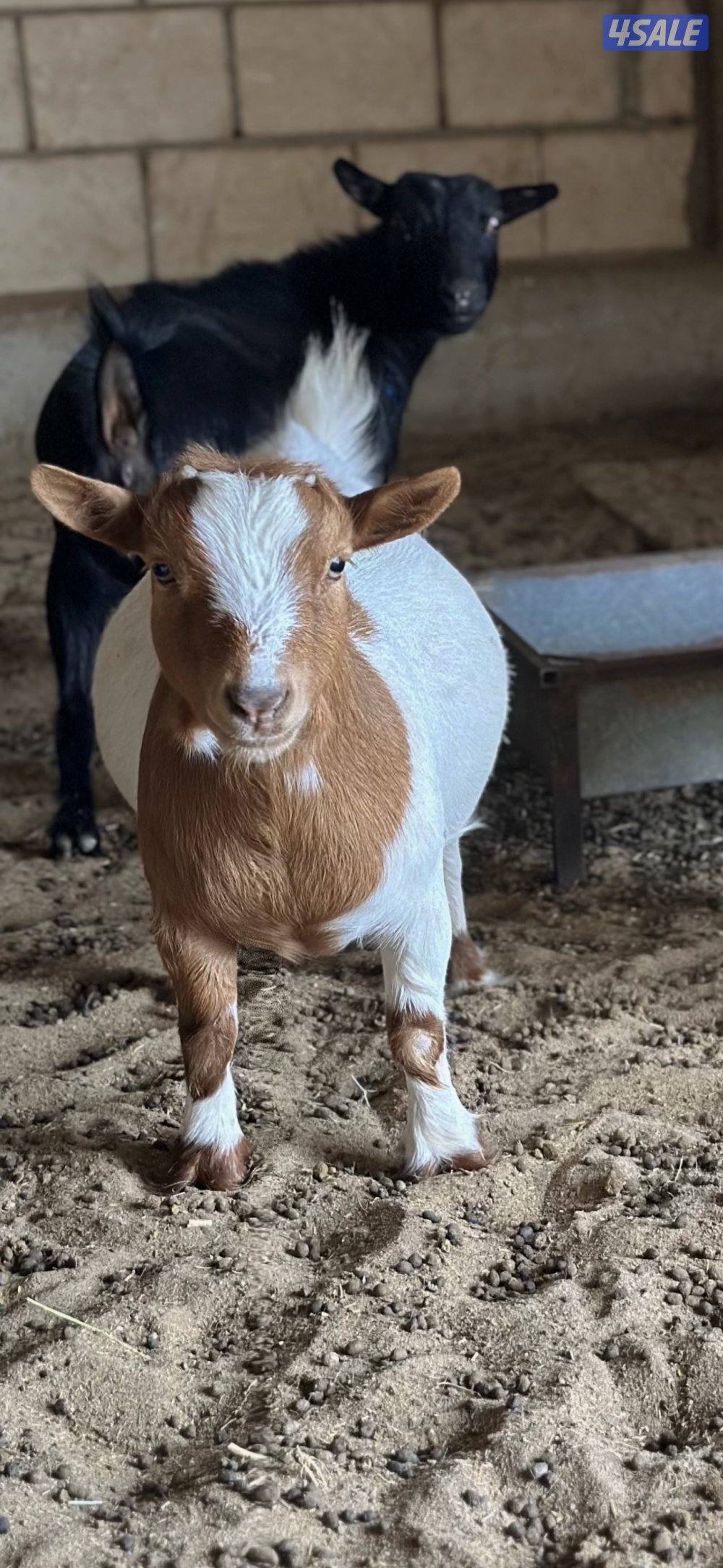 معزة جيكيه قزمة مع عيالها5