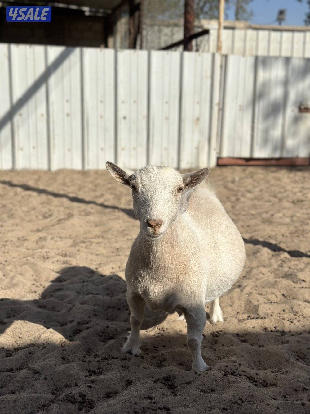 معزة جيكيه قزمة مع عيالها8