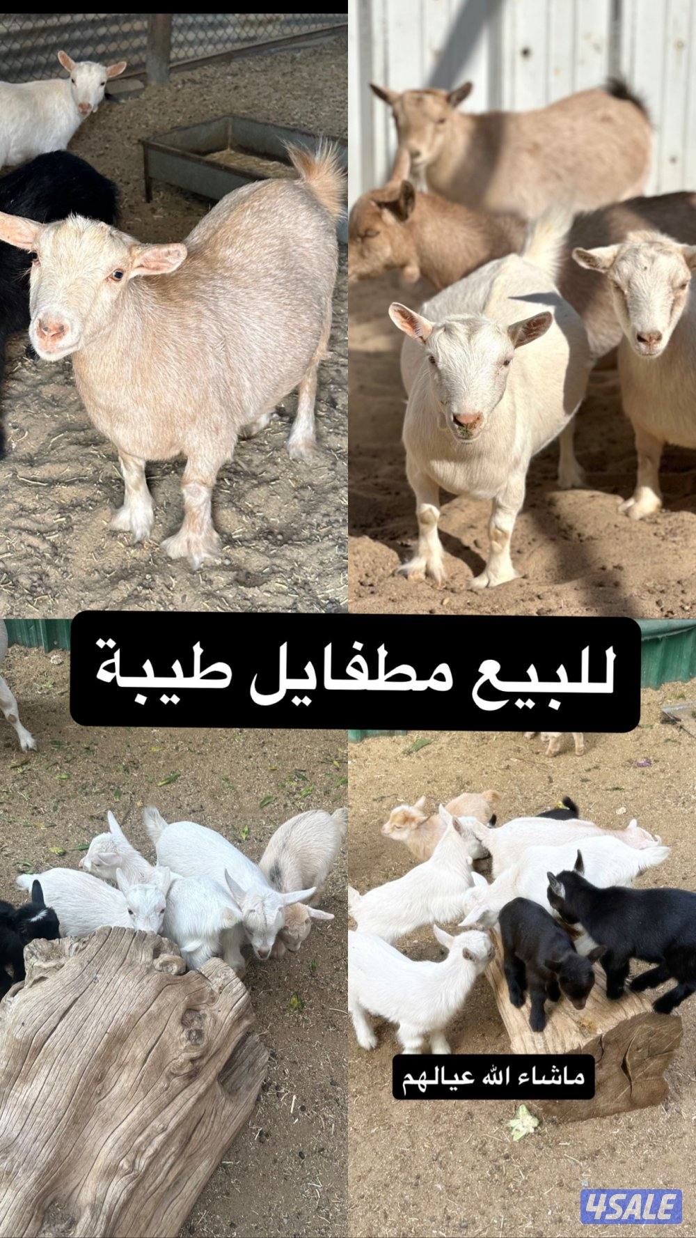 معزة جيكيه قزمة مع عيالها2