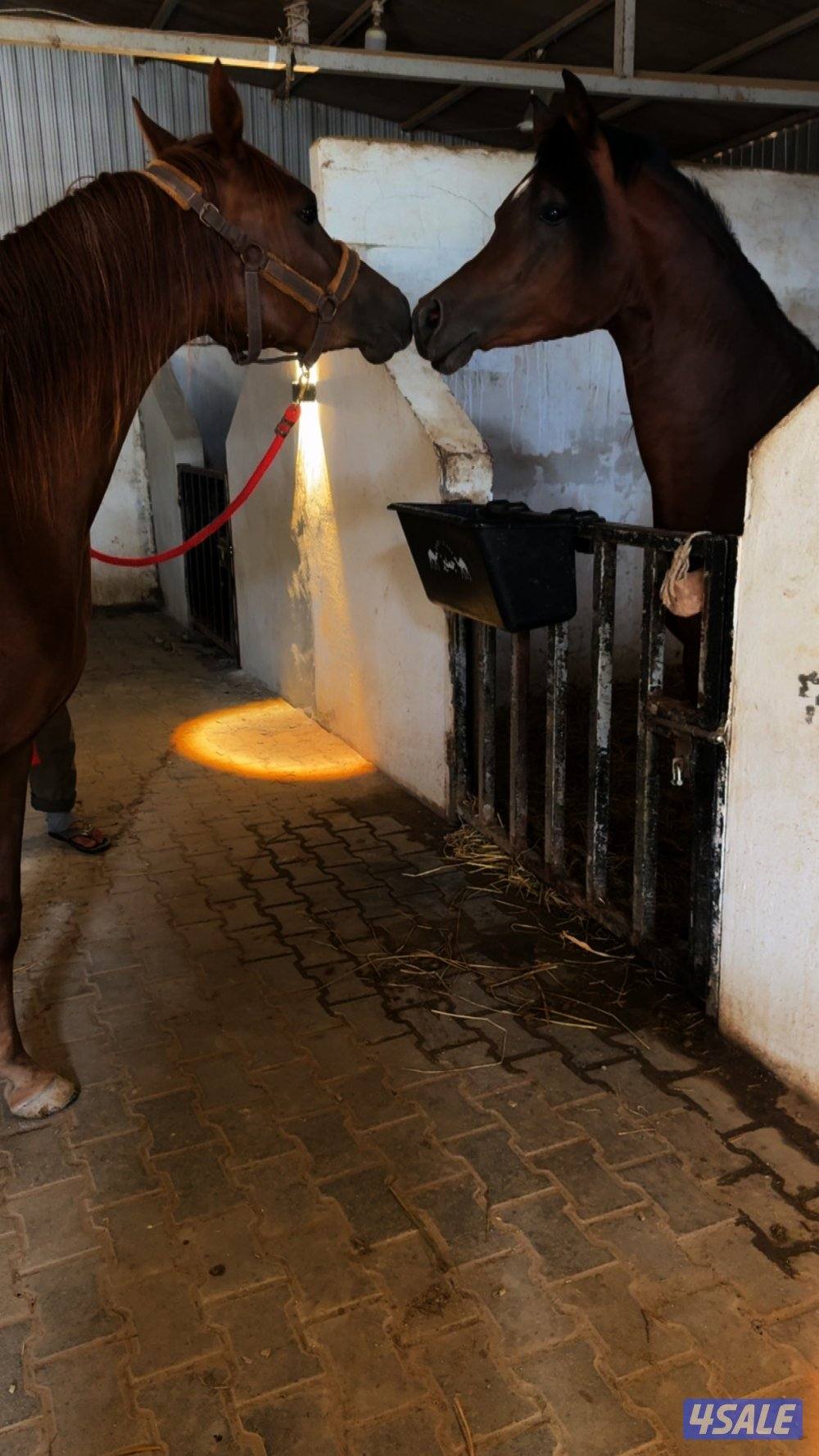 ضايعتلي فرس بكبد0