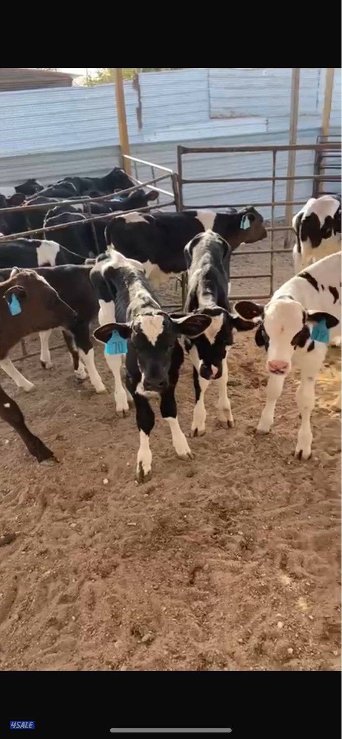 عجول وعجلات العبدلي0