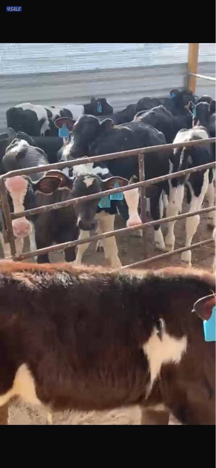 عجول وعجلات العبدلي1