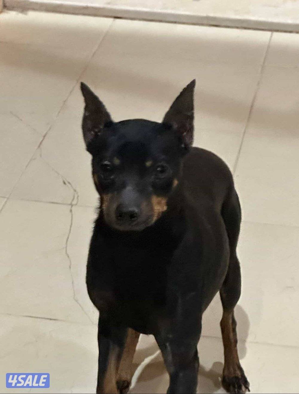 للبيع جلاب بيعه سريعه10