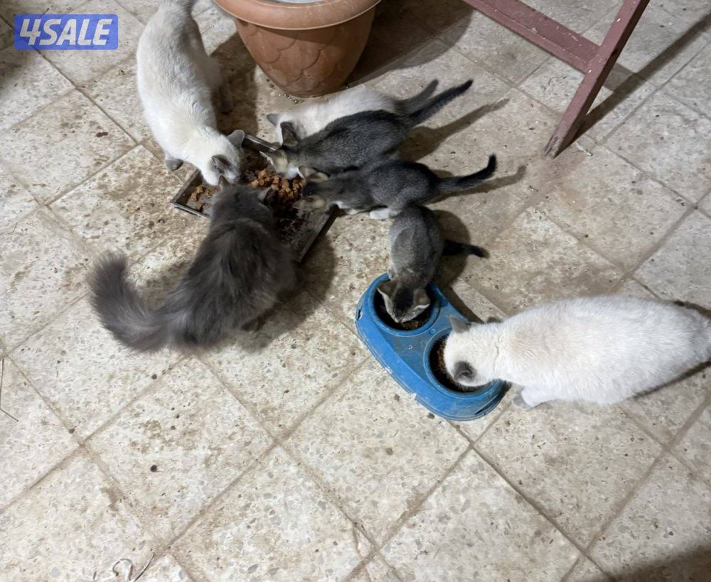 قطاوه للتبني0