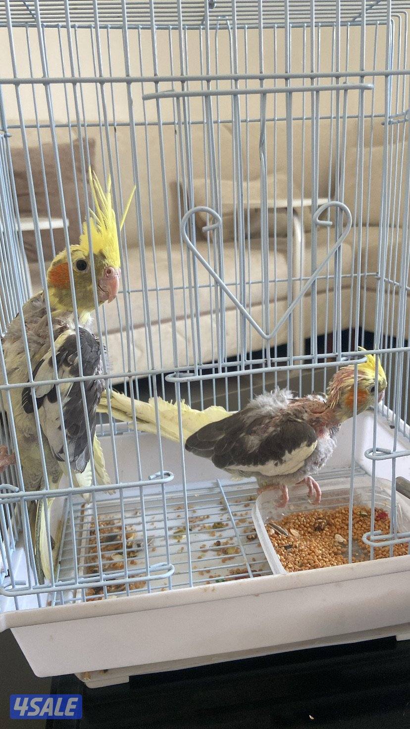 للبيع فروخ طيور كوكتيل0