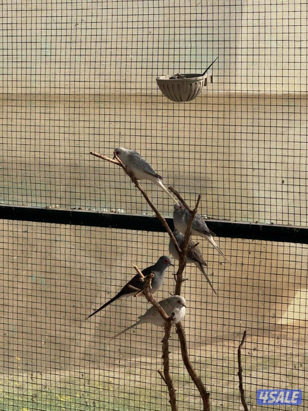 للبيع محمية كامله0