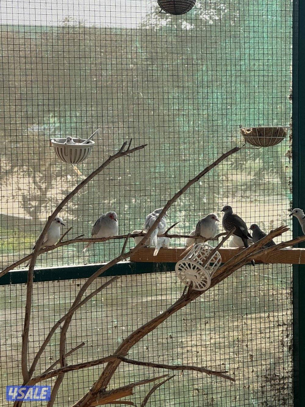 للبيع محمية كامله1