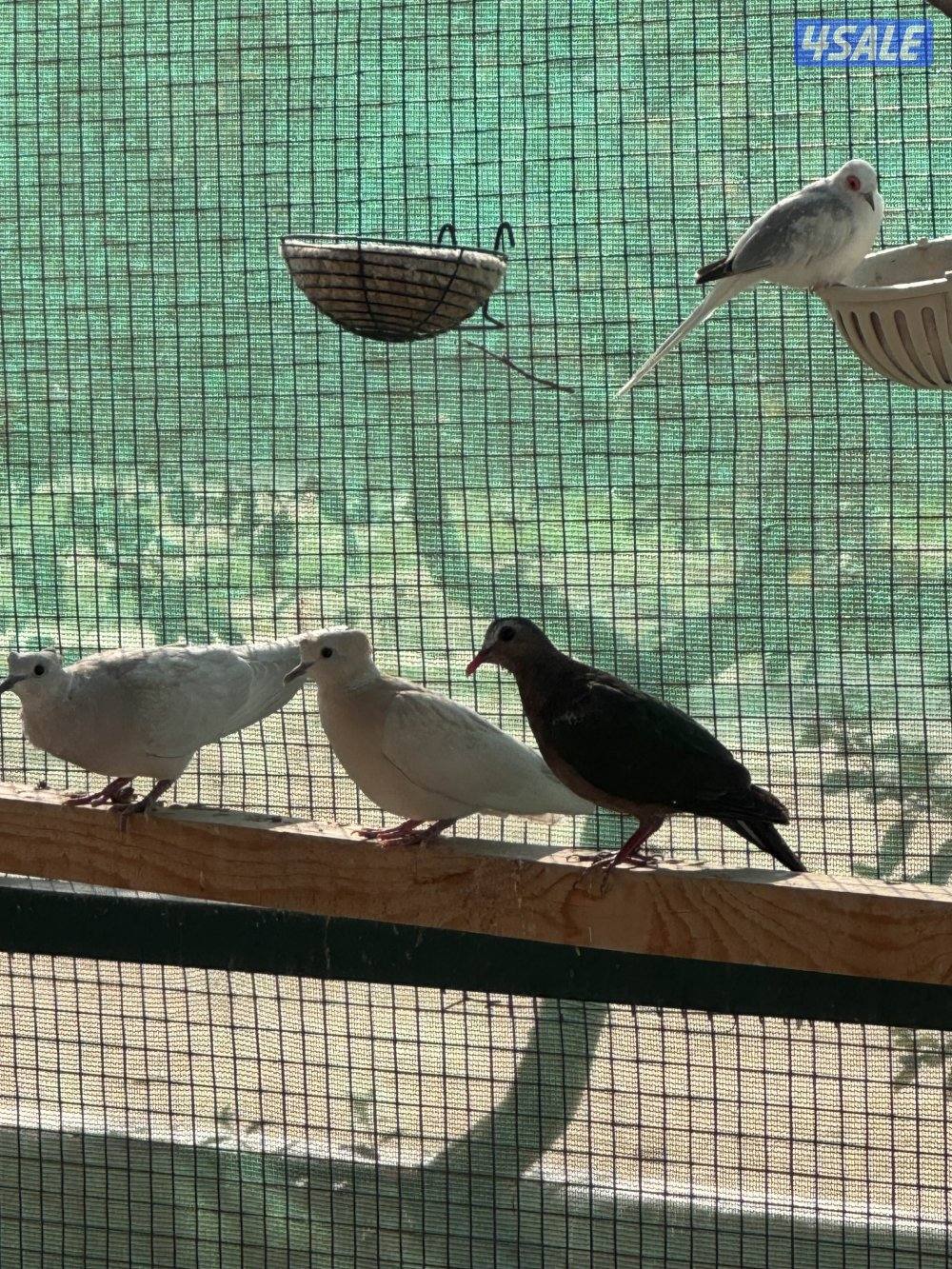 للبيع محمية كامله2