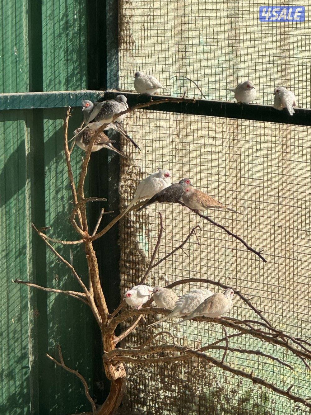 للبيع محمية كامله3