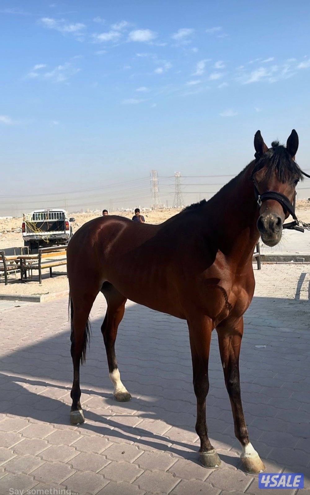 للبيع بولش الطول 61-60 وشرط السلم مواليد 22 وتساب فقط1