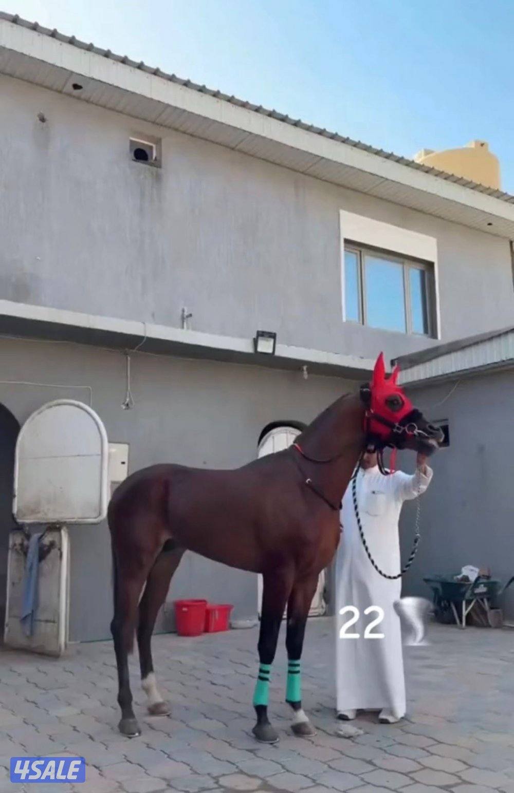 للبيع بولش الطول 61-60 وشرط السلم مواليد 22 وتساب فقط2