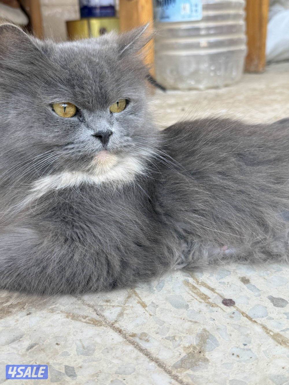 قطاوه للتبني1