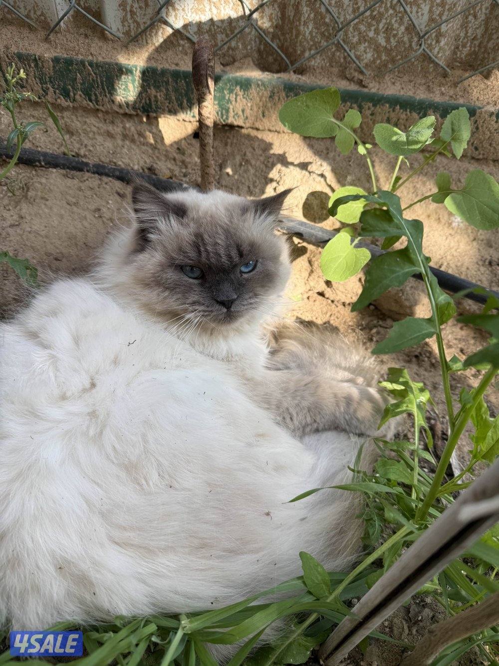 قطاوه للتبني2