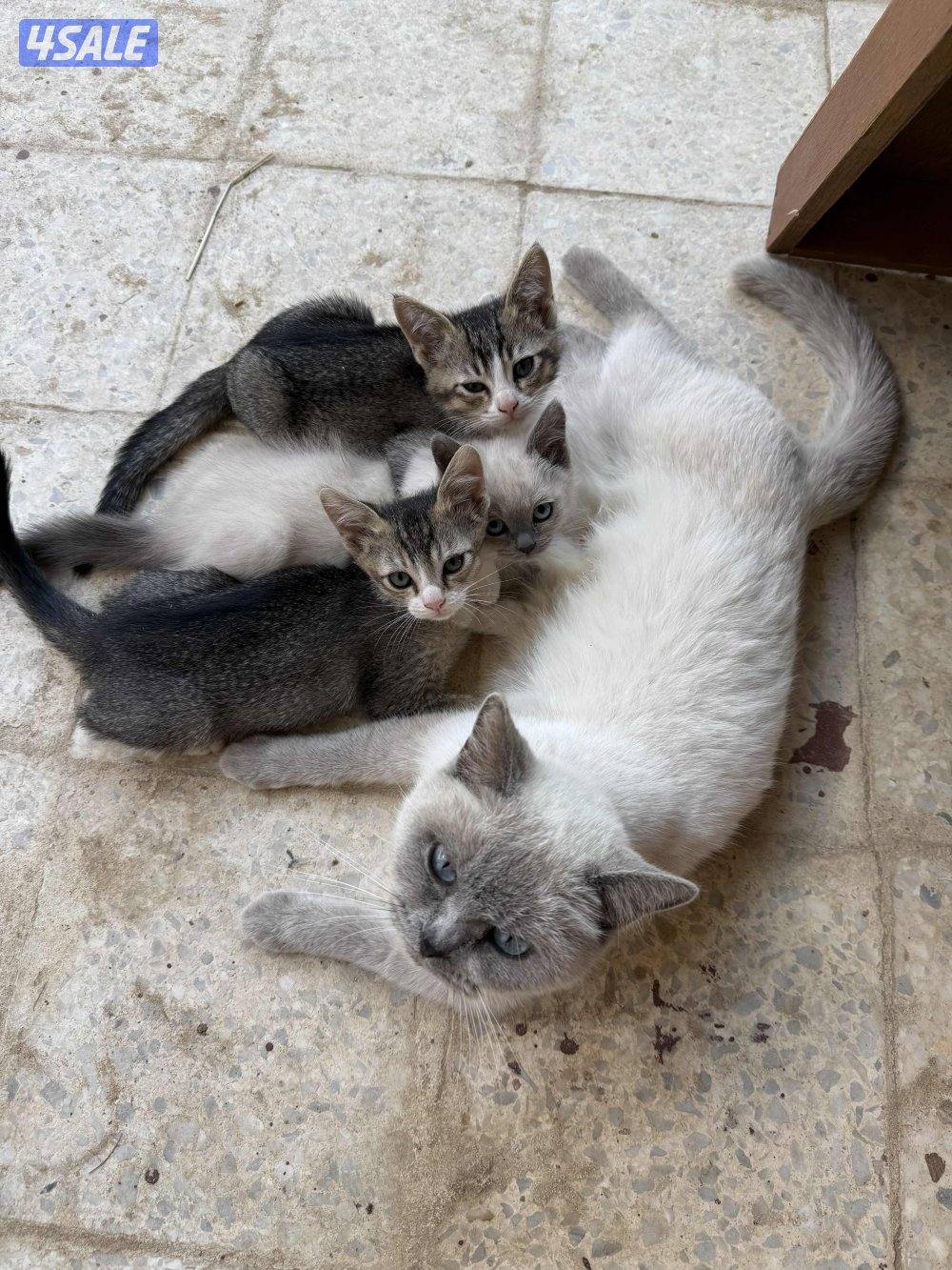 قطاوه للتبني3