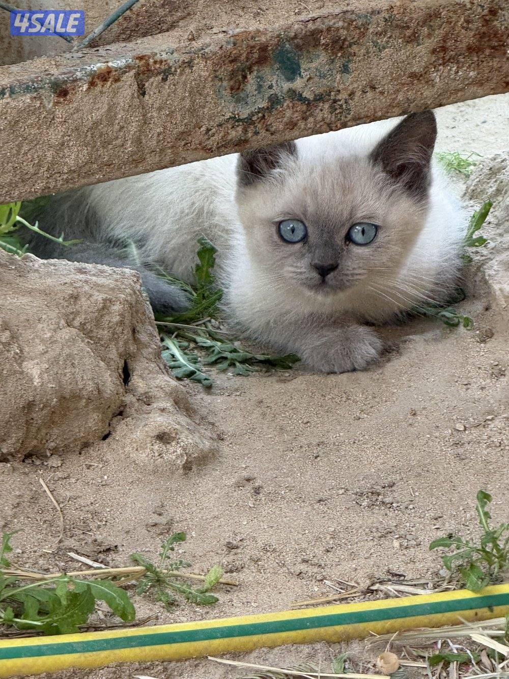 قطاوه للتبني4