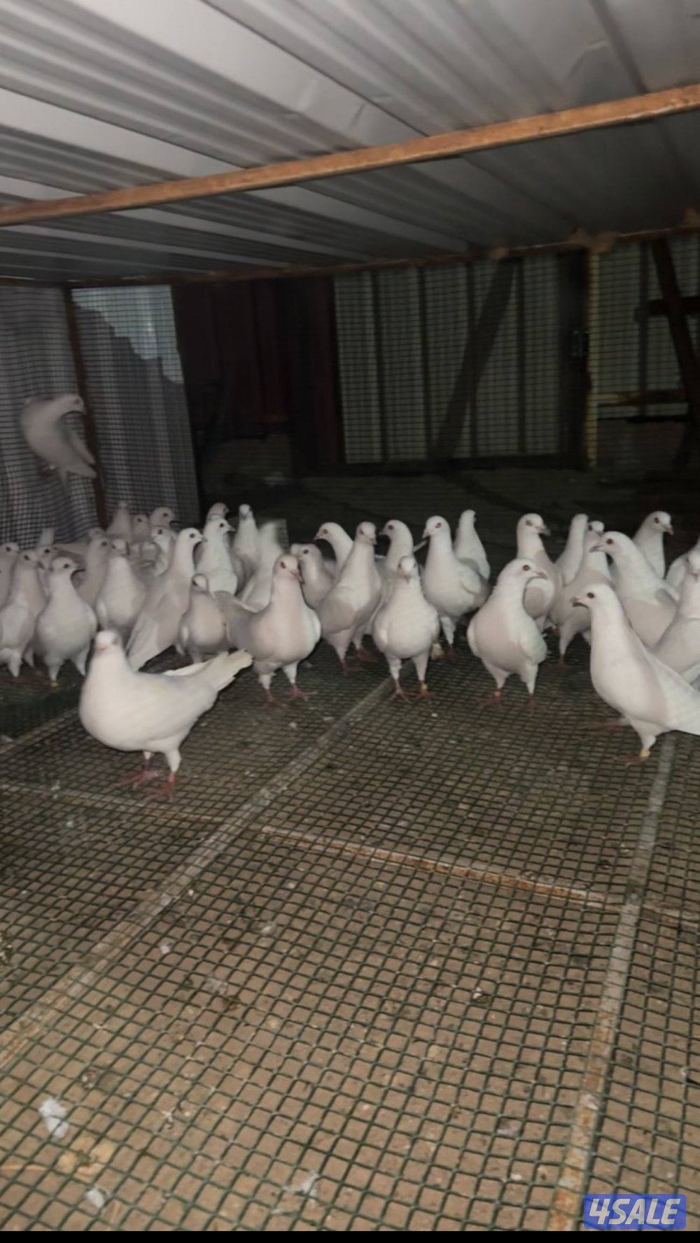 للبيع لاحم العدد26 البيع جمله0