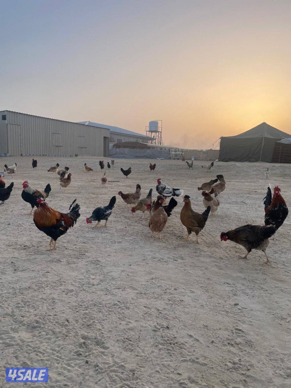 للبيع دجاج عربي مرسس طيب1