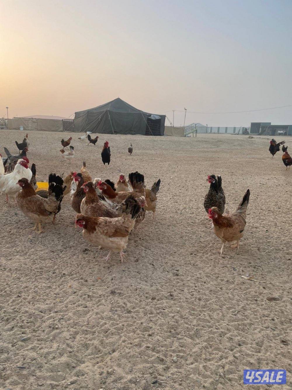 للبيع دجاج عربي مرسس طيب0