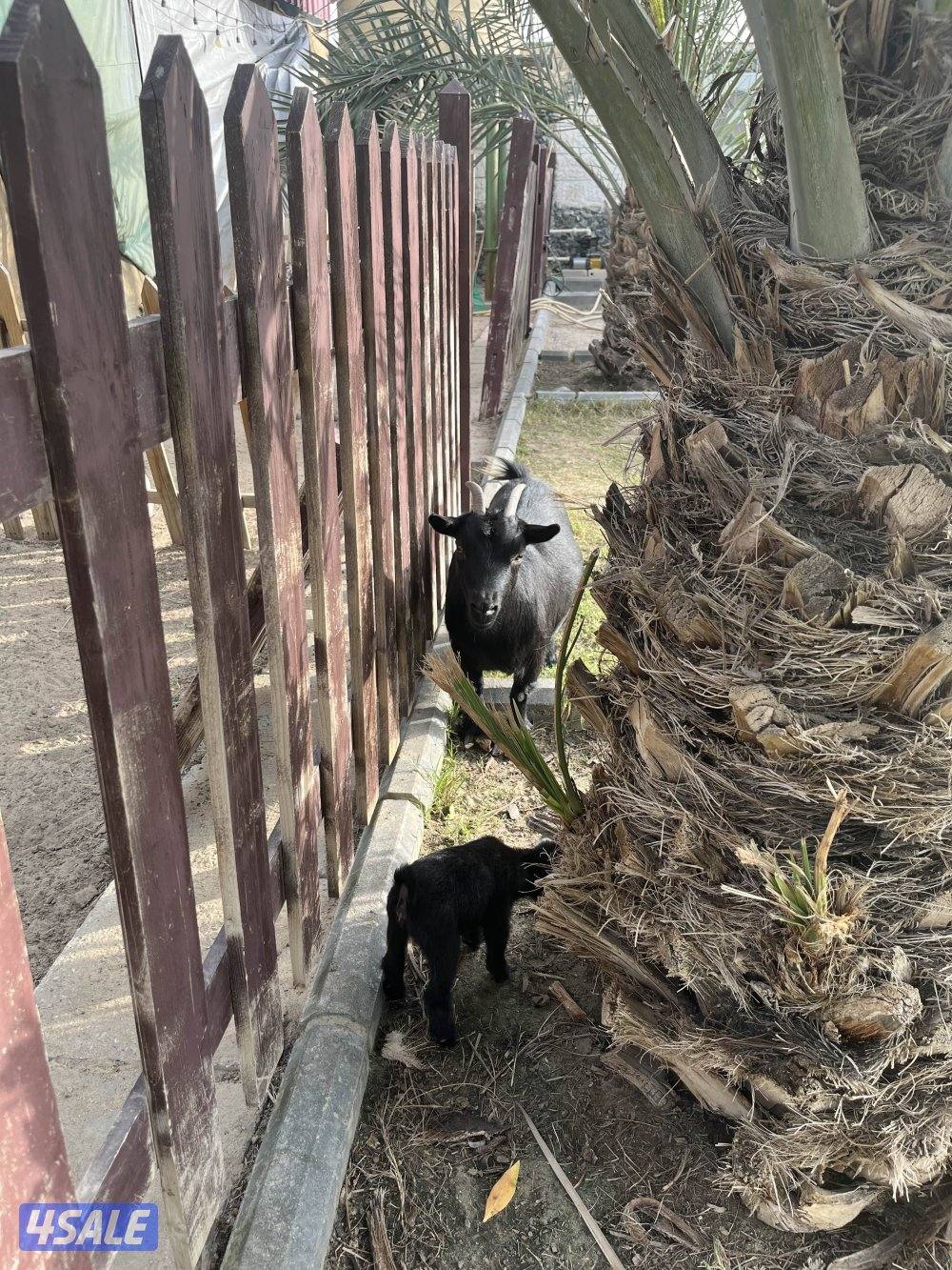 البيع جفره انثى الماعز القزم0