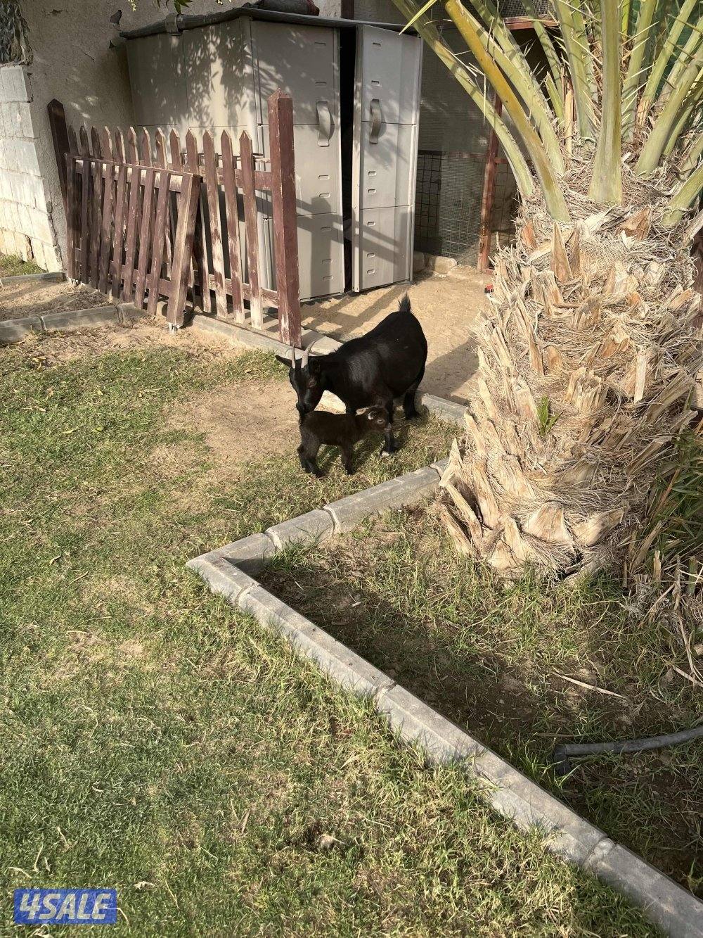 البيع جفره انثى الماعز القزم2