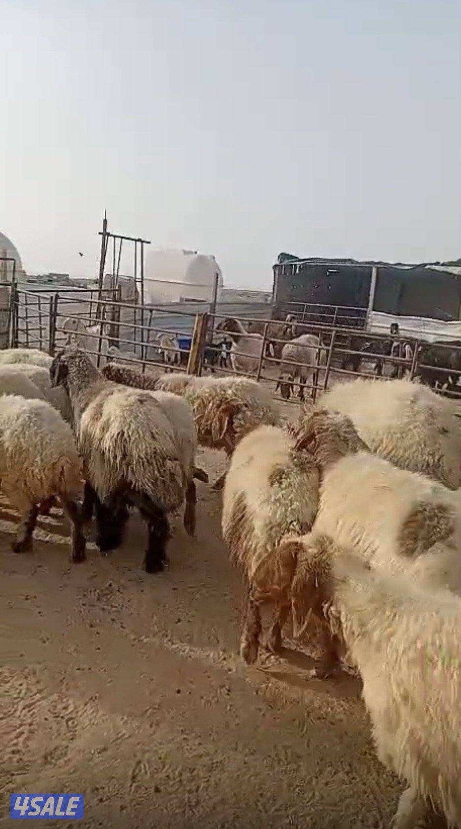 غنم للبيع العدد ٣٥0