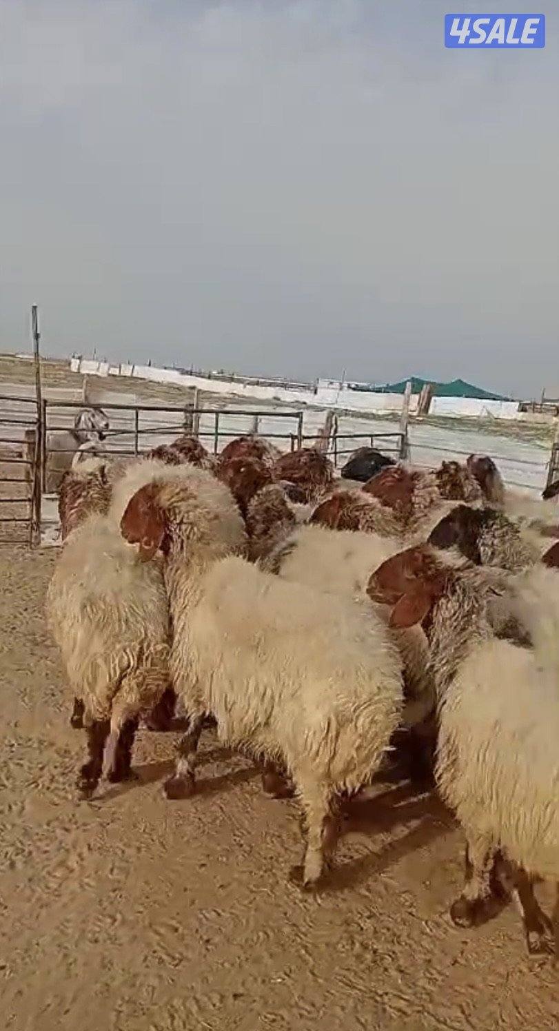 غنم للبيع العدد ٣٥1