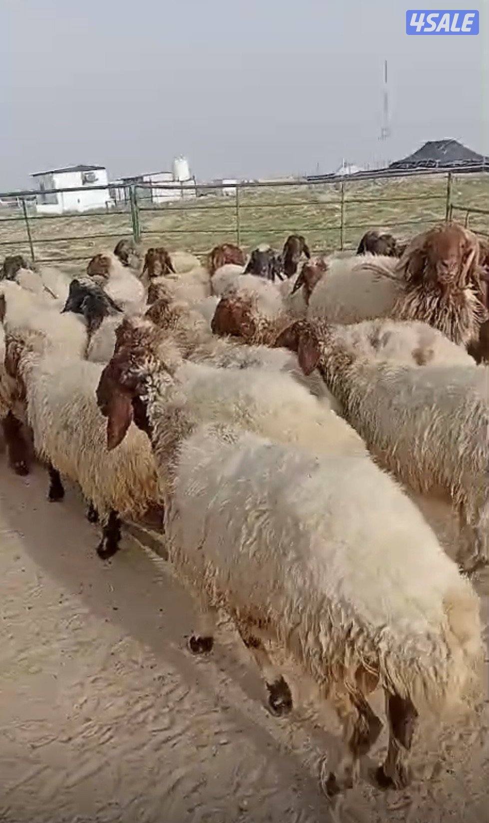 غنم للبيع العدد ٣٥2