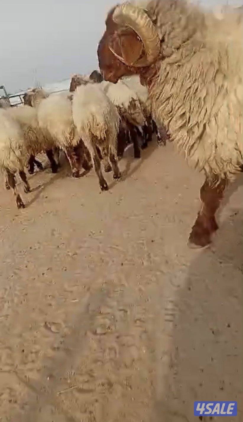 غنم للبيع العدد ٣٥4